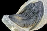Zlichovaspis Trilobite - Top Quality Specimen #107613-4